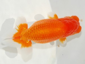 紫錦会　西大関　物部光宏　三崎