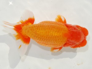 紫錦会　立行司　物部光宏　三崎