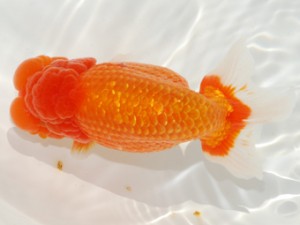 紫錦会　東取締　足立正利　品川