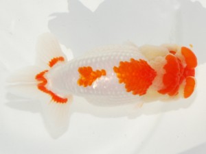 紫錦会　西取締　足立正利　品川
