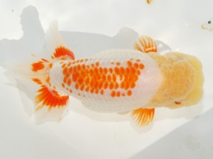 紫錦会　川崎博敏　蒲田