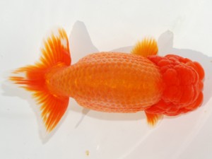 紫錦会　西大関　白石友太朗　蒲田