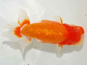 錦友会　立行司　星野幸信　新潟