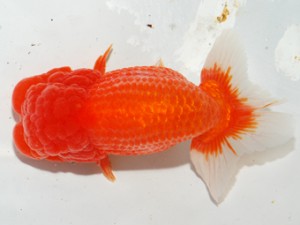 紫錦会　東取締　鳥屋尾保広　厚木