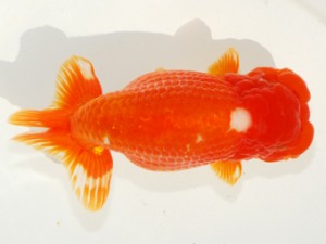 紫錦会　西取締　石川　晃　品川