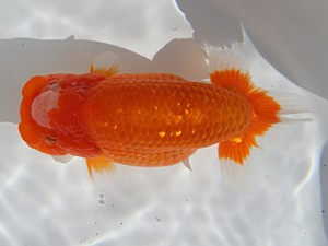 桑名愛錦会 東大関　市村正直