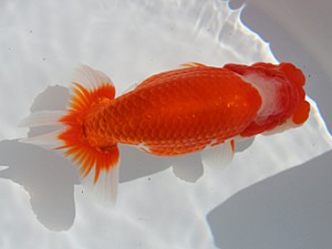 桑名愛錦会 西大関　榊原英樹