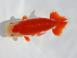 桑名愛錦会 立行司　都築正典