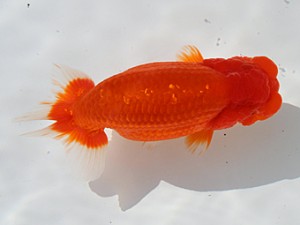 桑名愛錦会 取締二　野見山勢次郎