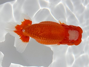 桑名愛錦会 東大関　市村正直