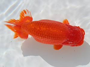 桑名愛錦会 西大関　鎌田芳男