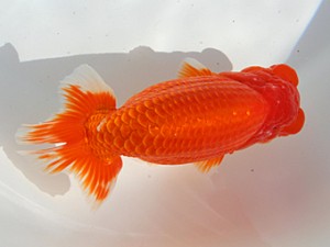 桑名愛錦会 立行司　伊藤高宏