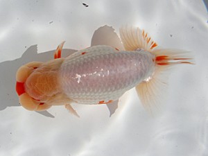 桑名愛錦会 取締一　野見山勢次郎