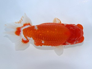 桑名愛錦会 取締二　近藤正明