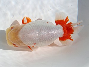 桑名愛錦会 東大関　野口　弘