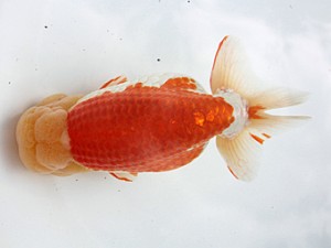 桑名愛錦会 西大関　高須一二