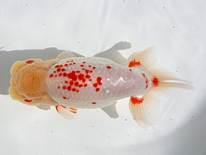 桑名愛錦会 立行司　野見山勢次郎