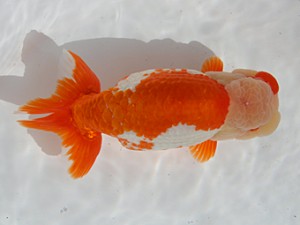 桑名愛錦会 取締一　山口広隆