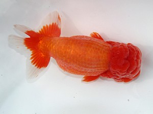 桑名愛錦会 取締二　伊藤勝敏