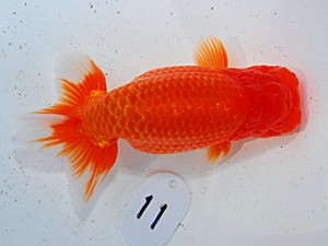 第57回全国大会 西勧進元　榊原英樹  愛知