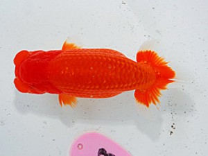 第57回全国大会 行司二　大河内正行  三重