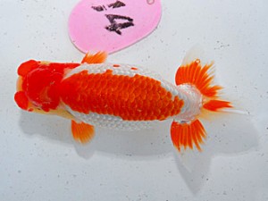 第57回全国大会 行司三　安藤  寛  浜松