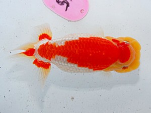 第57回全国大会 東脇行司　庄村  清  甲斐