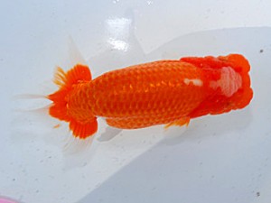 第57回全国大会 西脇行司　三田保之  愛知