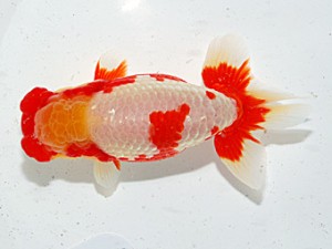 第57回全国大会　東大関　山田芳人  愛知