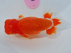 第57回全国大会　西大関　西口武志  大阪