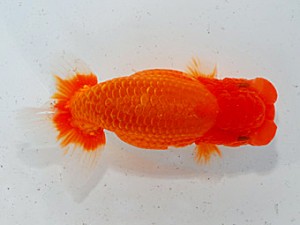 第57回全国大会　立行司　松本好考  愛媛