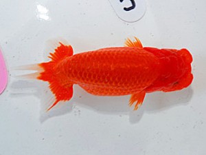 第57回全国大会　西取締　渡邉崇光  沼津
