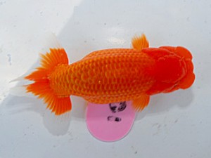 第57回全国大会 東関脇　山下利幸  徳島