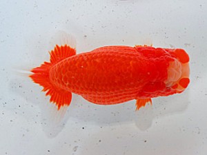 第57回全国大会 西関脇　伊藤信男  三重