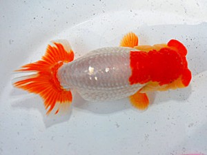 第57回全国大会 東小結　青野銀賜  浜松