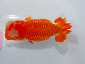 第57回全国大会 西小結　鎌田芳男  愛知