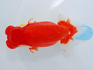 第57回全国大会　荻谷冨士夫  茨城　高知