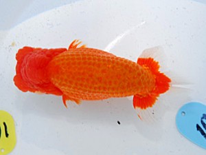 第57回全国大会 東勧進元　青木浩一  東京