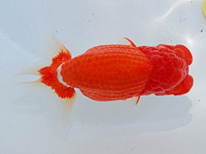 第57回全国大会 西勧進元　山田芳人  愛知