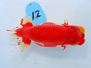 第57回全国大会 行司一　山田芳人  愛知