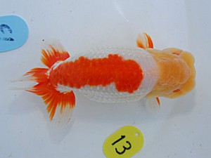 第57回全国大会 行司二　直野高幸  愛媛