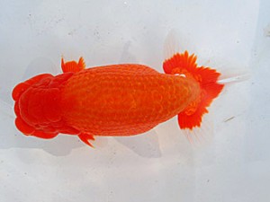 第57回全国大会 行司三　吉野美文  千葉