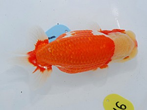 第57回全国大会 西脇行司　直野高幸  愛媛