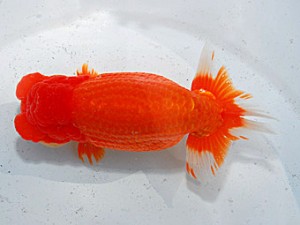 第57回全国大会　西大関　林  達夫  愛知