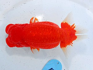 第57回全国大会　西取締　山田芳人  愛知
