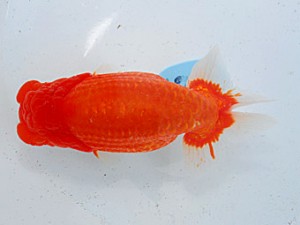 第57回全国大会 東関脇　青木浩一  東京