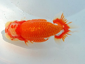 第57回全国大会 西関脇　木村太一  岡山