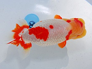 第57回全国大会 東小結　大森崇生  佐賀