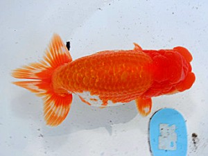 第57回全国大会 西小結　鷲津寿典  愛知