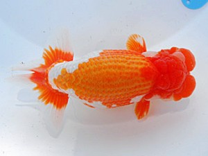 第57回全国大会　成田大記  愛媛